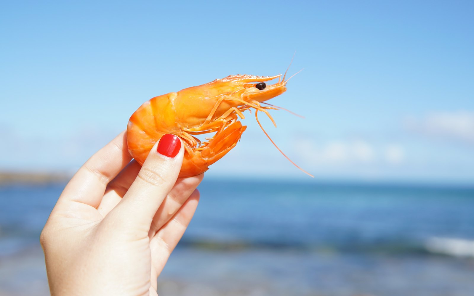 A hand holding up a single cooked shrimp against a bright blue sea